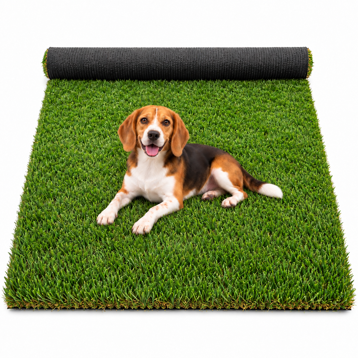 A beagle resting on KALA's partly unrolled artificial grass turf.