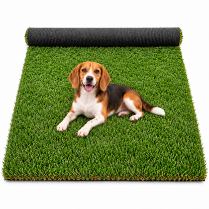 A beagle resting on KALA's partly unrolled artificial grass turf.